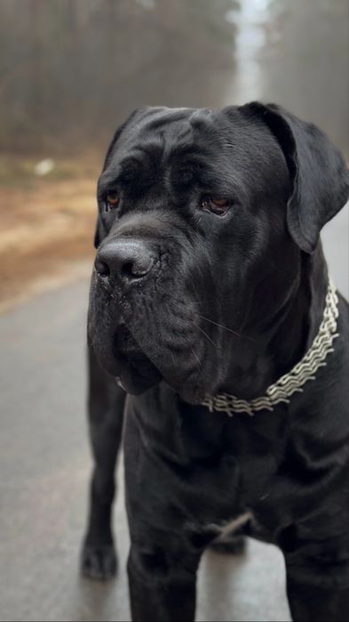 Кабель Кане-корсо вʼязка