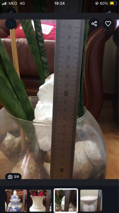 Aquário decorativo em vidro com planta de São Jorge com vaso aquário