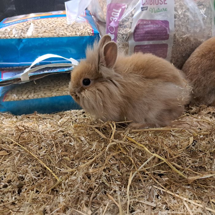 Królik karzełek w GRUBY KOCUR sklep zoologiczny w Rzeszowie