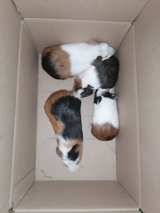 Świnki morskie młode