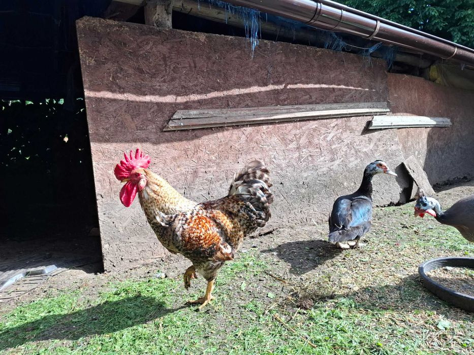 Kogut ancona leghorn