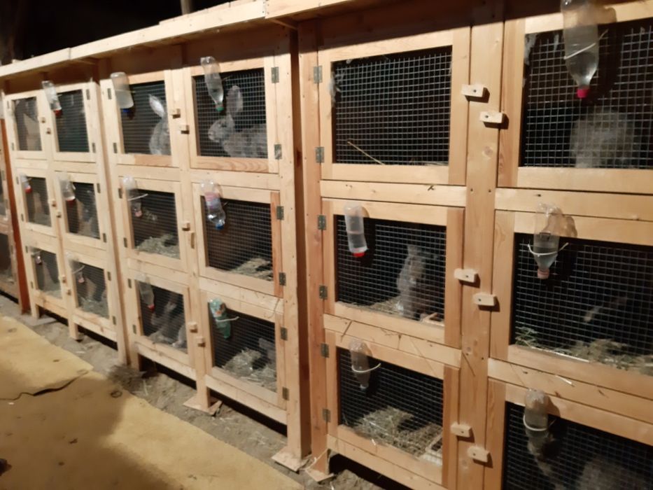 Króliki belgijskie olbrzymy - hodowla.