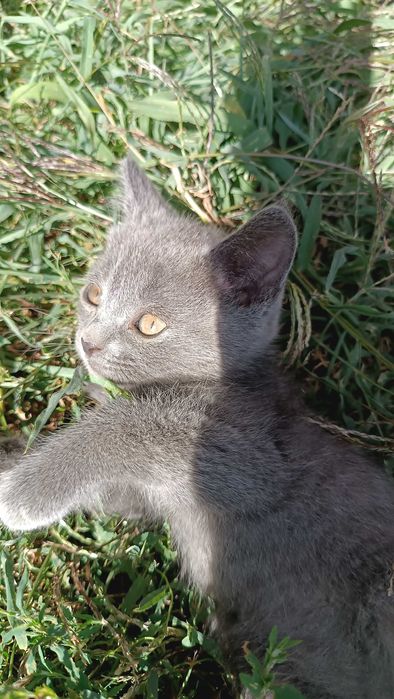 Шотландські кошенята