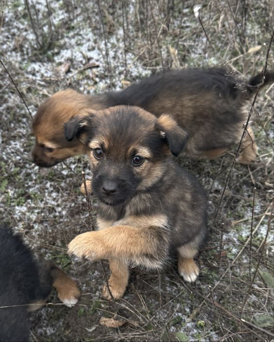 Маленькі собачки шукають велику любов!