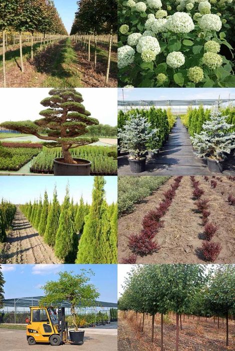 Продаж розсадника декоративних рослин