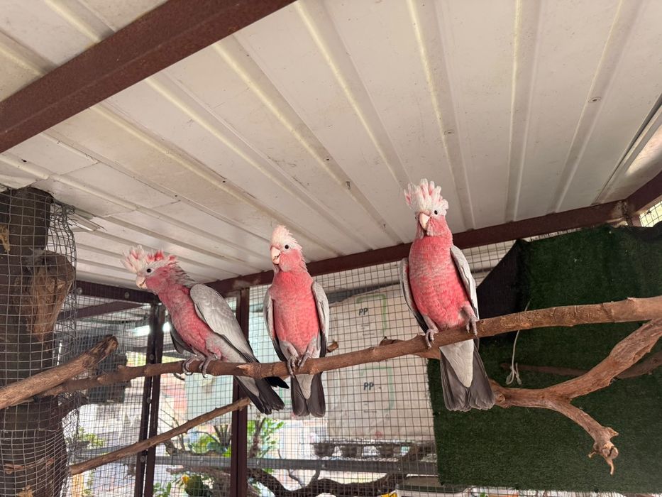 Catatuas galah  e alexandrinos