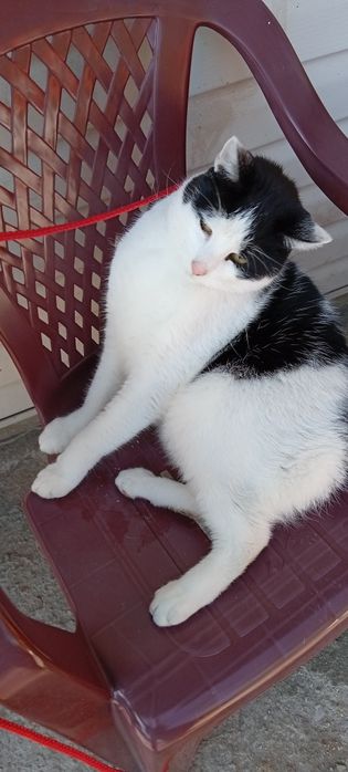 Weź mnie do Siebie Jestem Fajnym Kotkiem