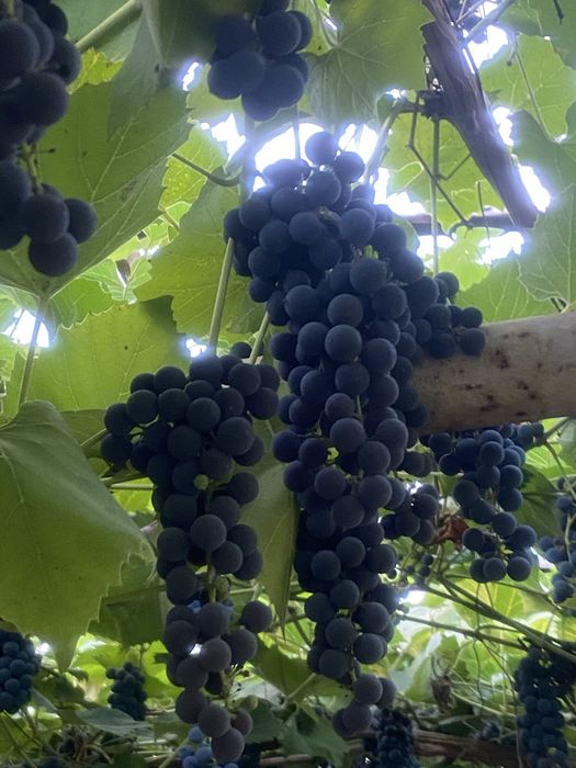 Winogron ciemny na wino do jedzenia