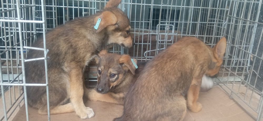 Цуцики в добрі руки