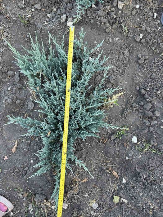 Лаванда та Лавандин