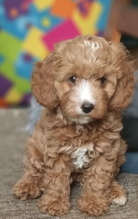 Cavapoo F1 suczka