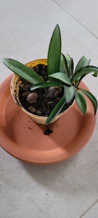 Hoya, hoja  wayetii sadzonka