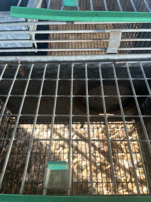 Vendo gaiolas para coelhos de engorda e maternidade