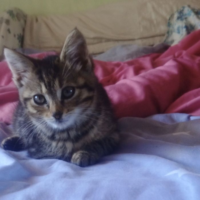 Кошенятко а любящие руки