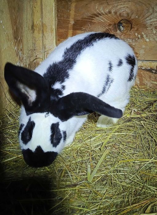 Sprzedam/zamienię na samca NB