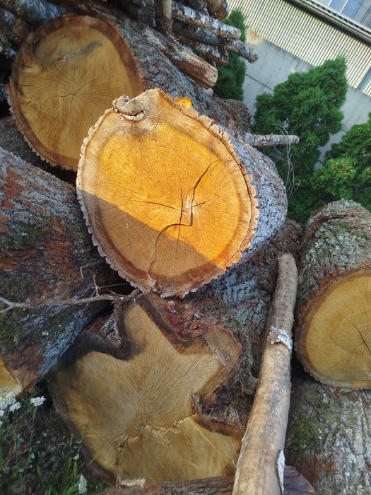 Kłody dębowe 2.5 metra