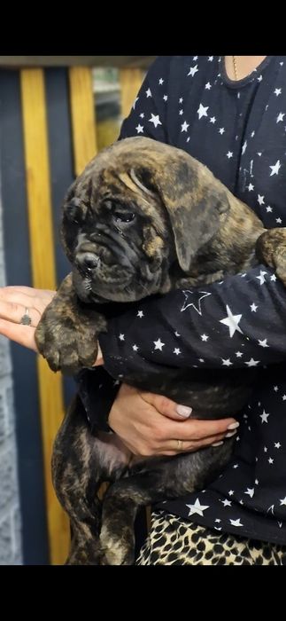 Кане корсо девочки