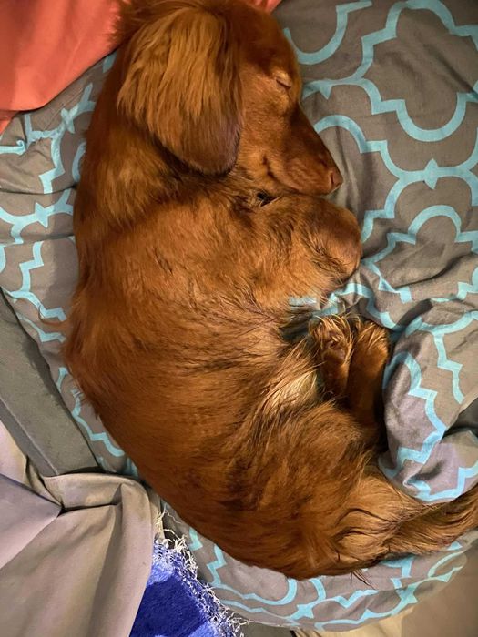 Jamnik długowłosy miniaturka