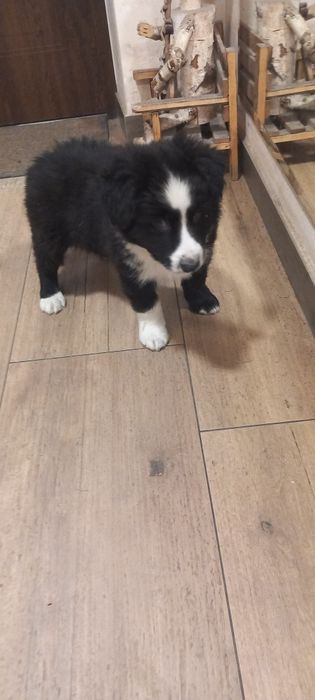 Piesek Border collie