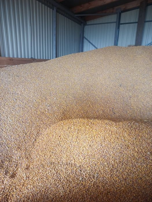 Продам зерно кукурудзи. Врожай 2025р.