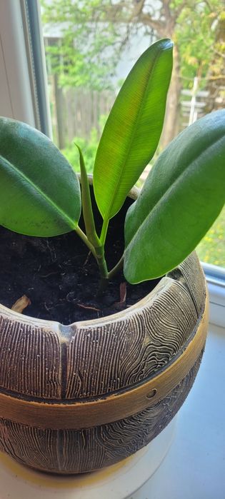 Фікус молодий  .