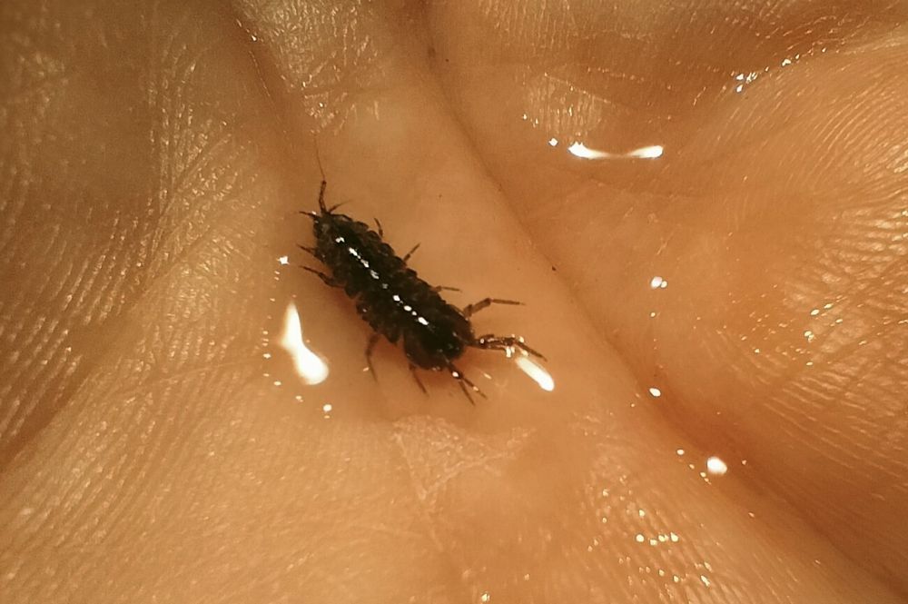 Ośliczka wodna (Asellus aquaticus)