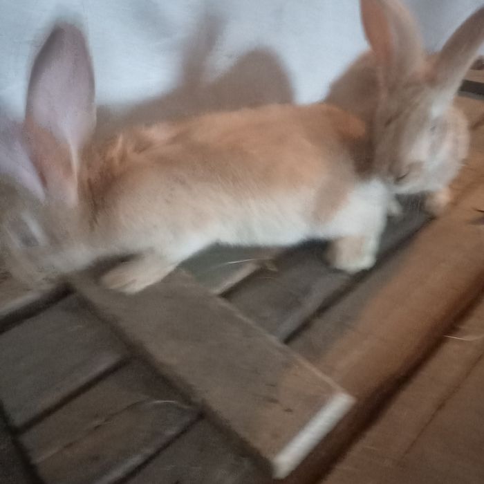 Sprzedam króliki i kury.