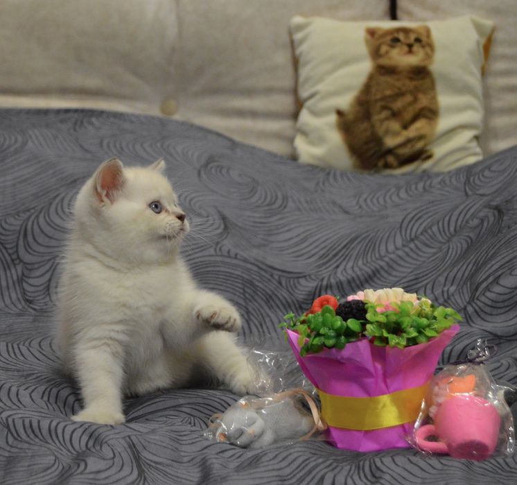 Котики шотландські (скоттиш страйт)