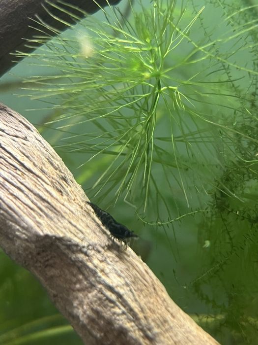 Розпродаж криветок всі по 5 грн., гуппі, та равлики