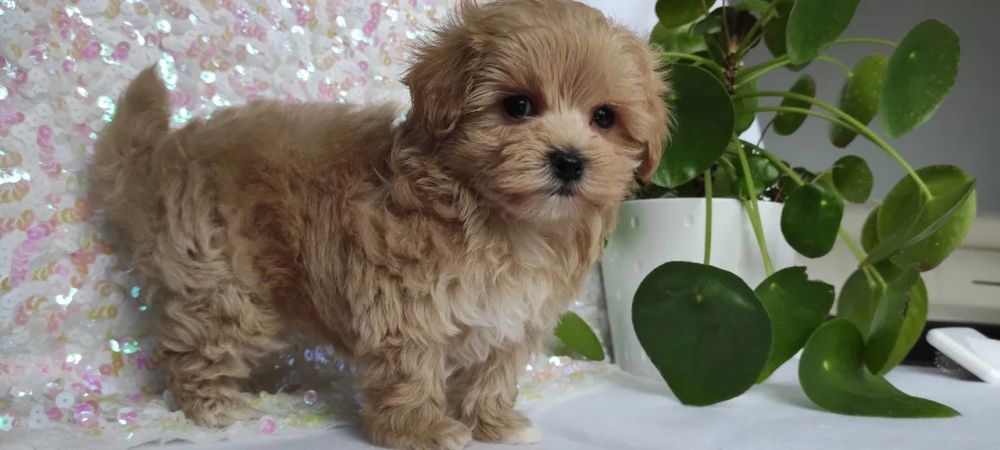 Чистокровний Мальтипу карликовий. Мальтипу ф1 Мальтипу ф2