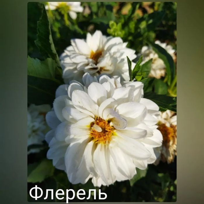 Клубні жоржин різних сортів