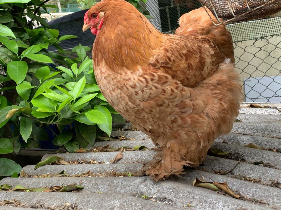Ovos galados de galinhas Brahma para incubação
