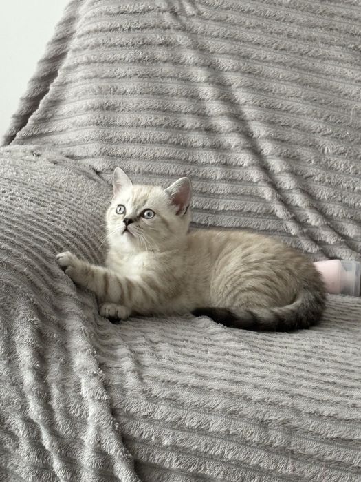 Шотландские прямоухие котята. Скотіш страйт  ( дівчинка і хлопчик)