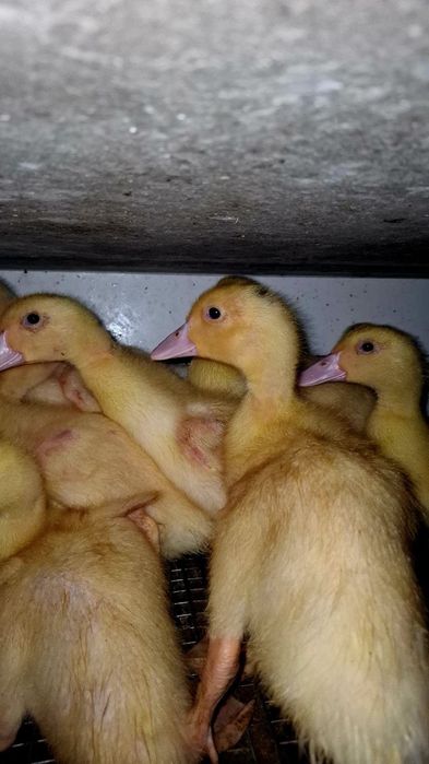 Мясо-яєчні курчата, індики, качки, перепілки.