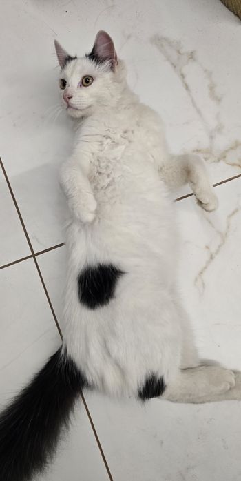 Котик в добрі руки безкоштовно