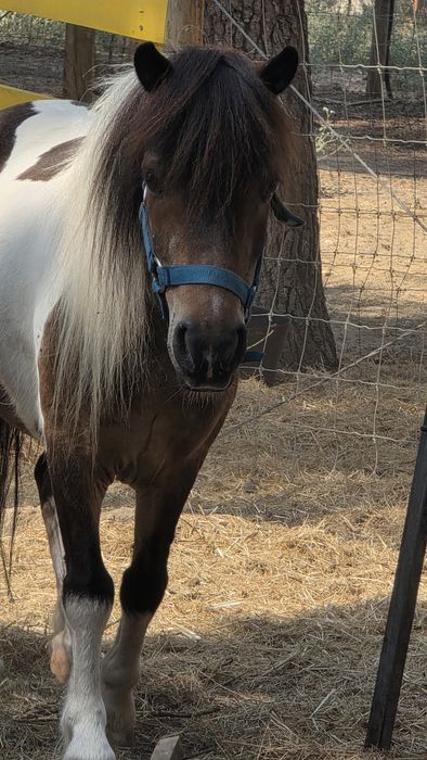 Póneis 2 fêmeas e 1 macho castrado