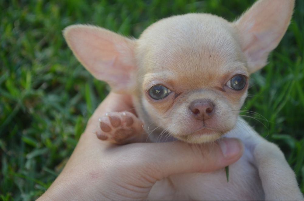 chihuahua pelo curto