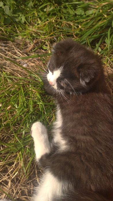 Котики потребують домівки!