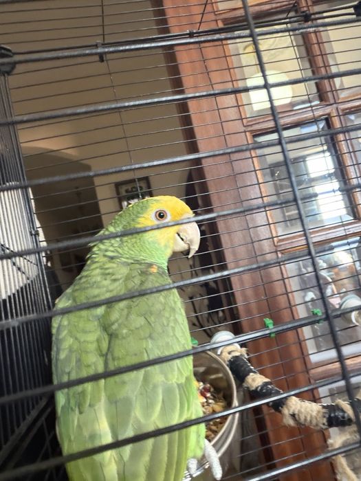 Vendo papagaio + gaiola