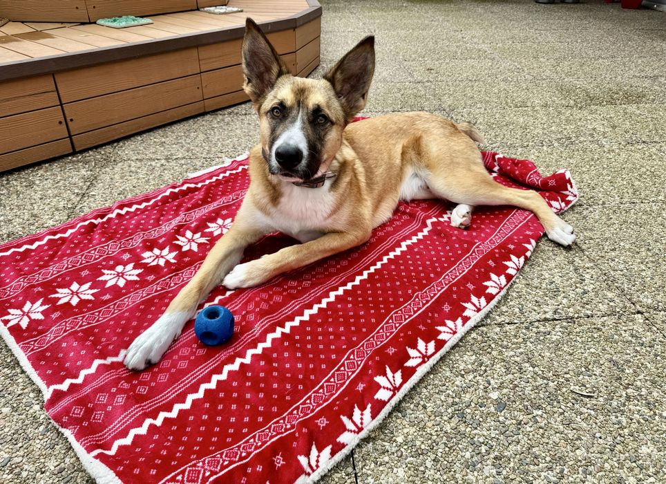 Cachorrao 1 ano dá-se bem com caes e gatos
