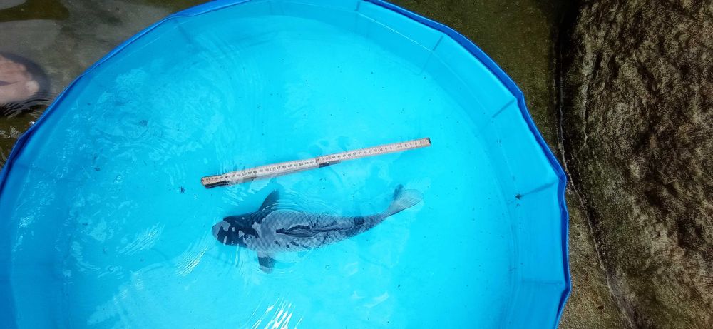 Peixe Carpas koi