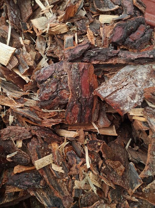 Casca pinheiro jardim