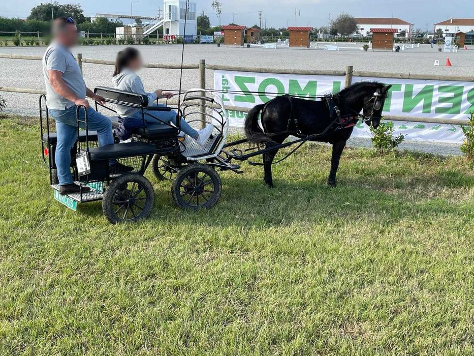 Pônei galês 3 anos
