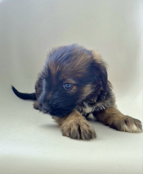 Cães bebés machos adoção responsável
