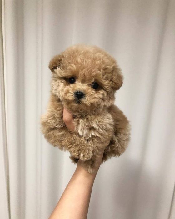 Maltipoo мальтипу мини