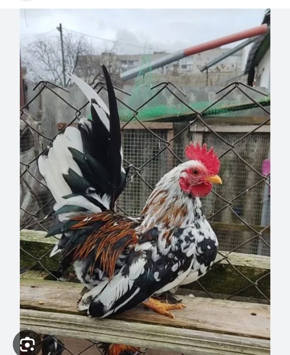 Карликові кури китайської породи