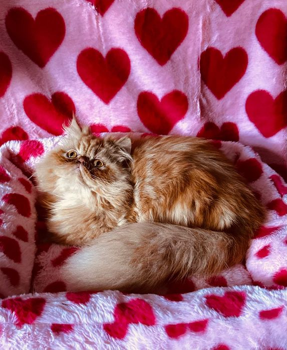 Piernikowy Garfield perski, kotek, kot, pers, persy, perskie, perska