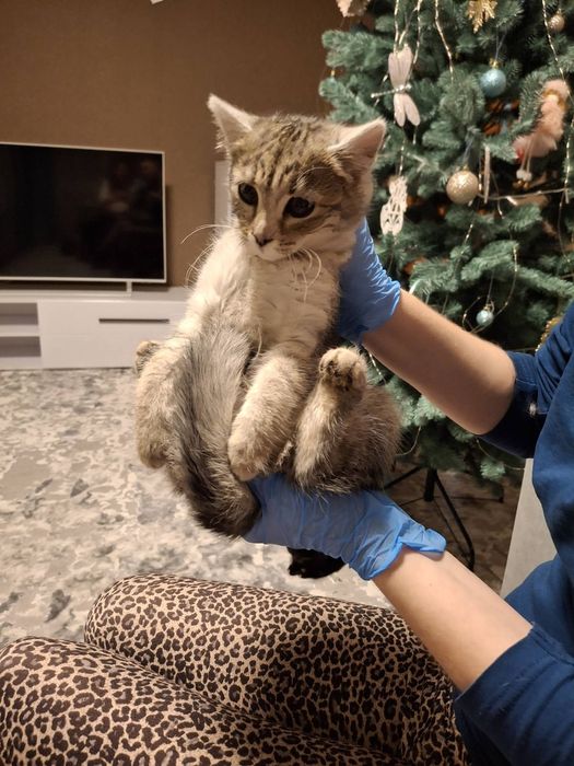 Кошенятка в хороші руки