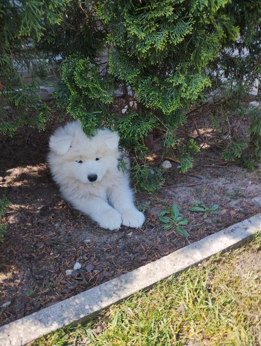 Samoyed szczenię