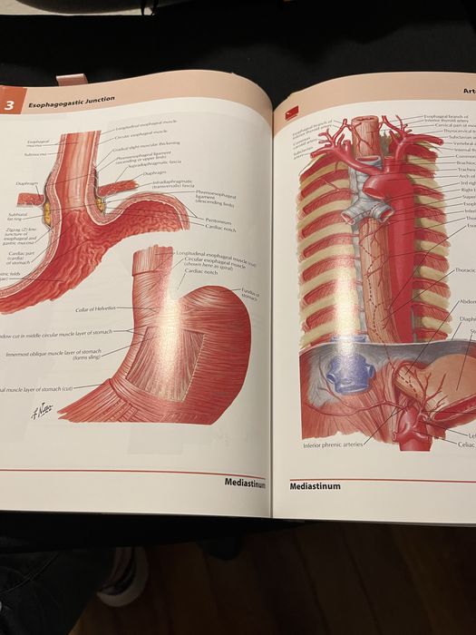 Netter atlas de anatomia /anatomy